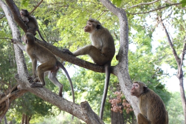 Monkeys in Polonnarruwa